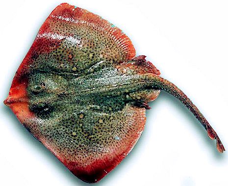 Raja asterias_04.jpg